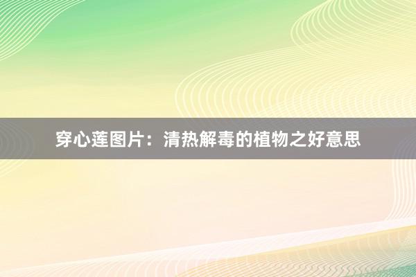 穿心莲图片：清热解毒的植物之好意思